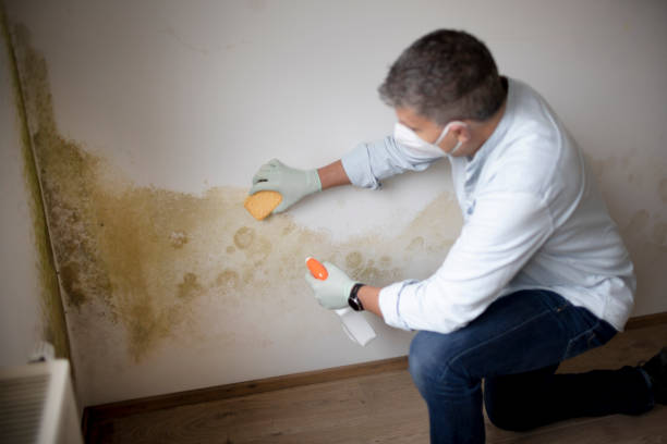 Best Attic Mold Removal  in Radium Springs, NM